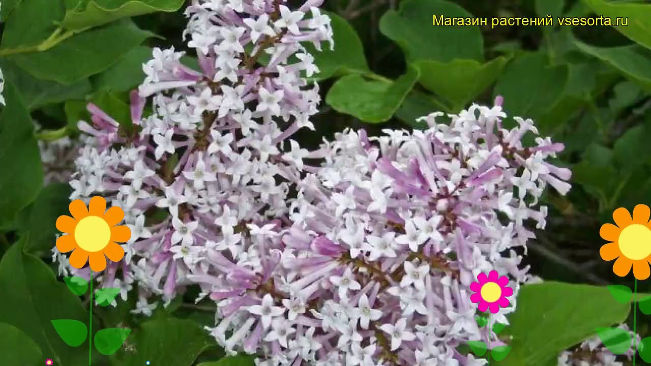 Сирень раскидистая Мисс Ким. Краткий обзор, описание характеристик syringa patula Miss Kim