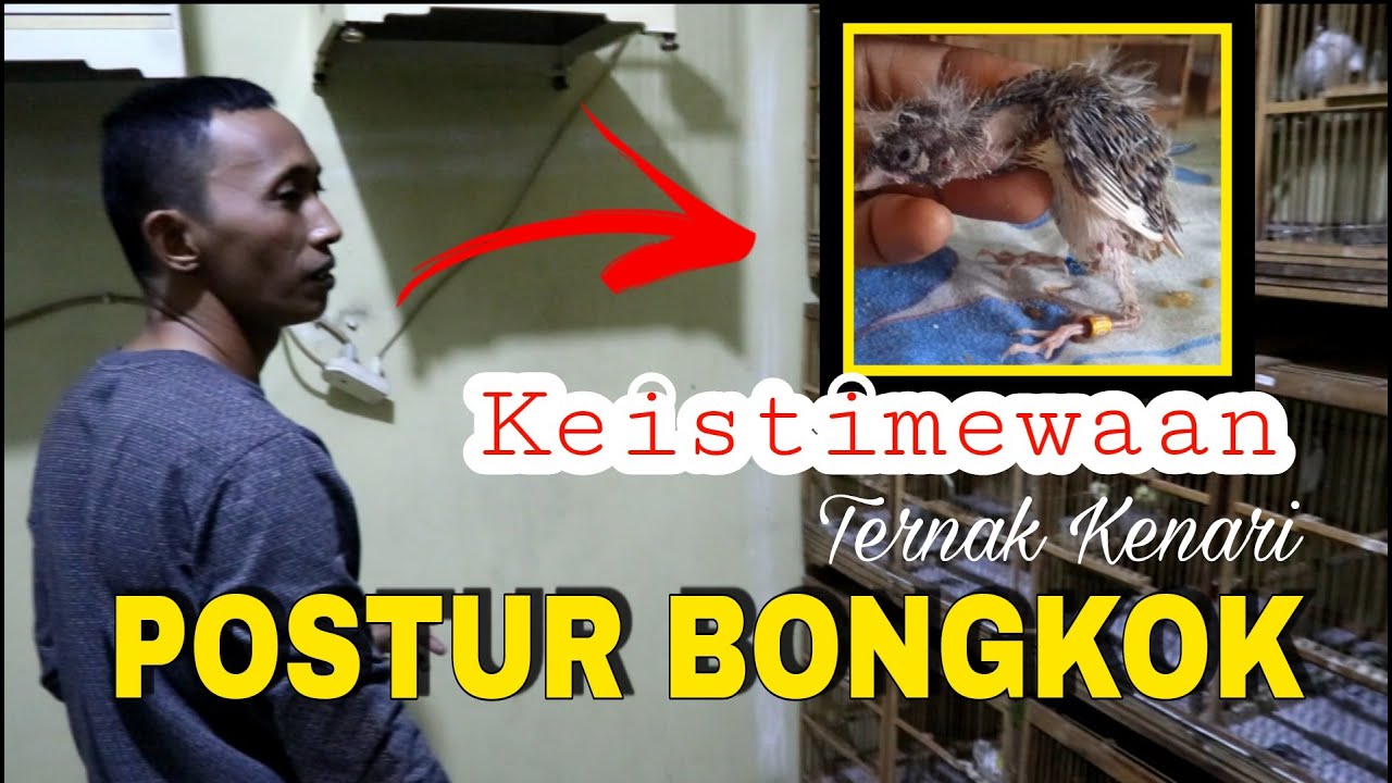 SELALU INDEN BOSKU..!! Hasil dari  Ternak Kenari Postur Bongkok ( BELGIE BOSSU ) | RING ANIESA