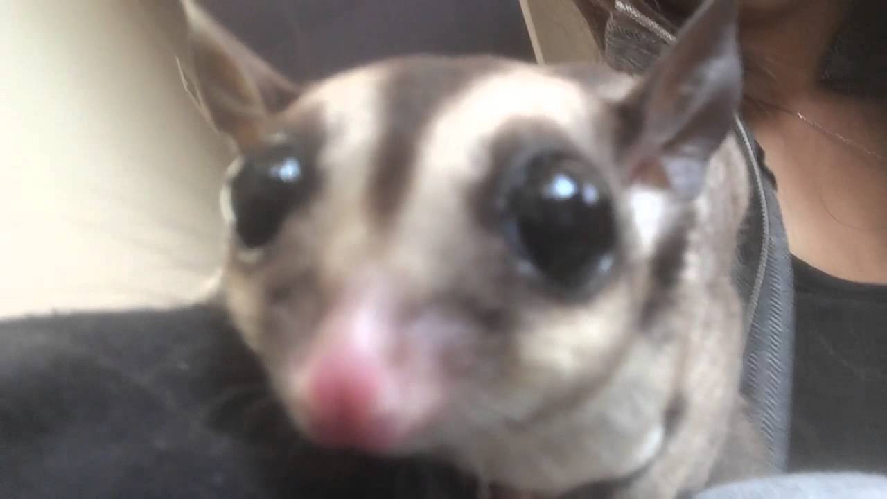 Sugar gliders tired on Fourth of July 2014