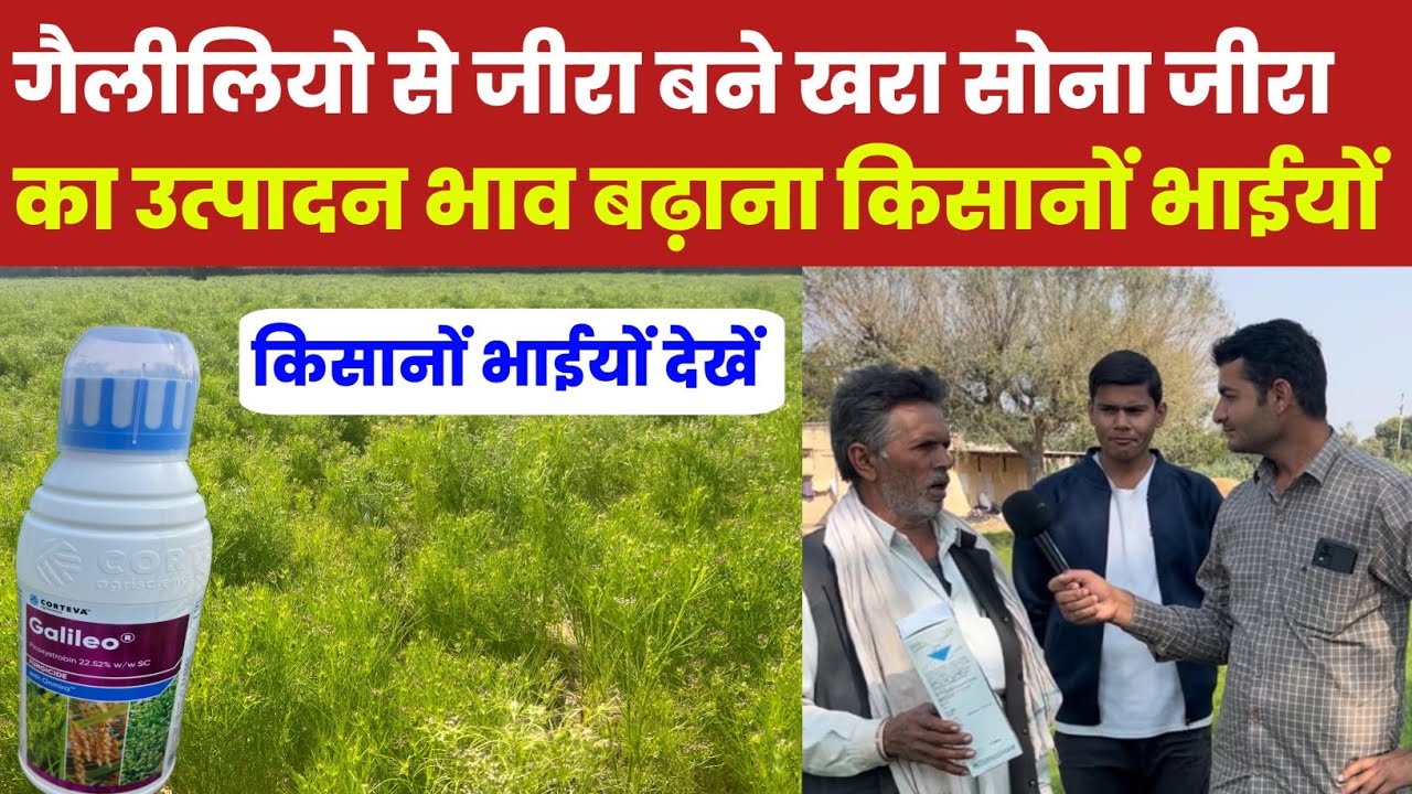 गैलीलियो से जीरा बने खरा सोना जीरा का उत्पादन भाव बढ़ाना किसानों भाईयों jeera 