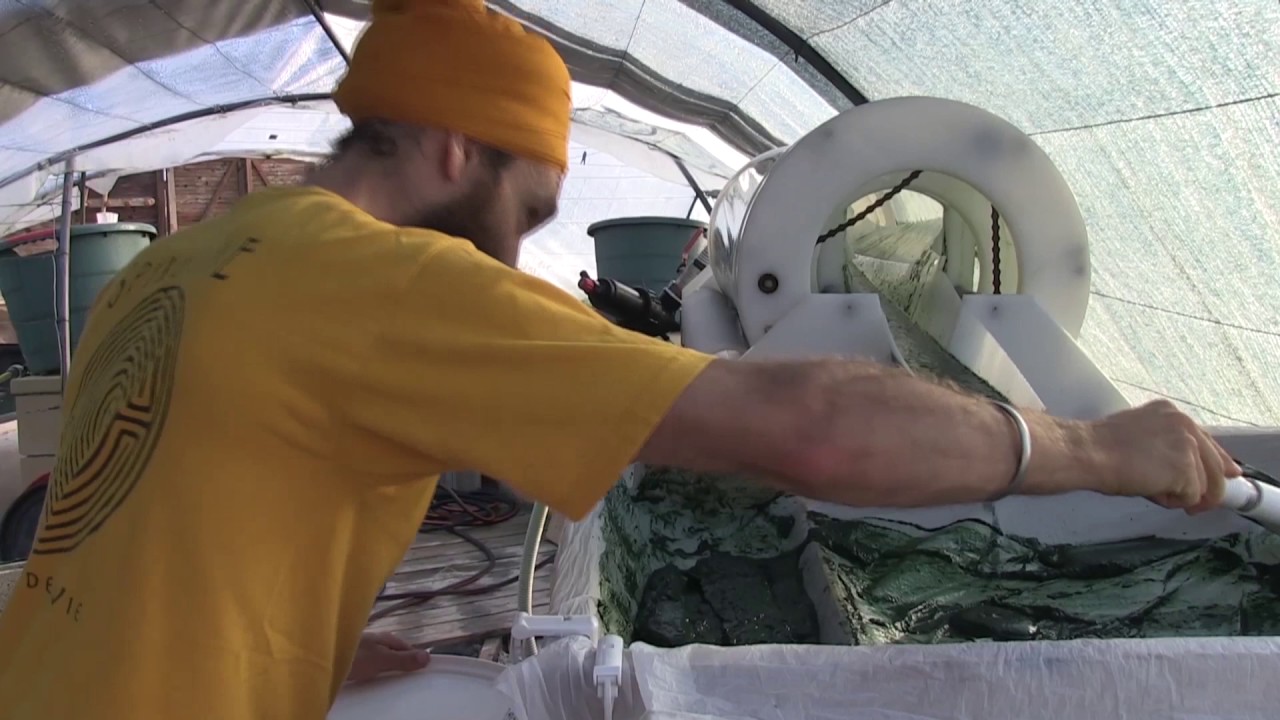 Découvrez la culture de spiruline made in Normandie
