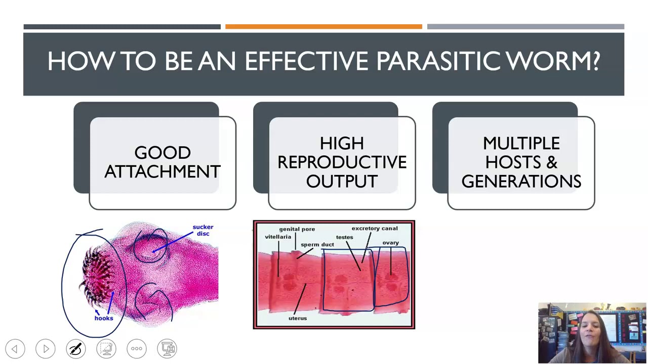Flatworms, & Rotifers, & Roundworms (Updated)