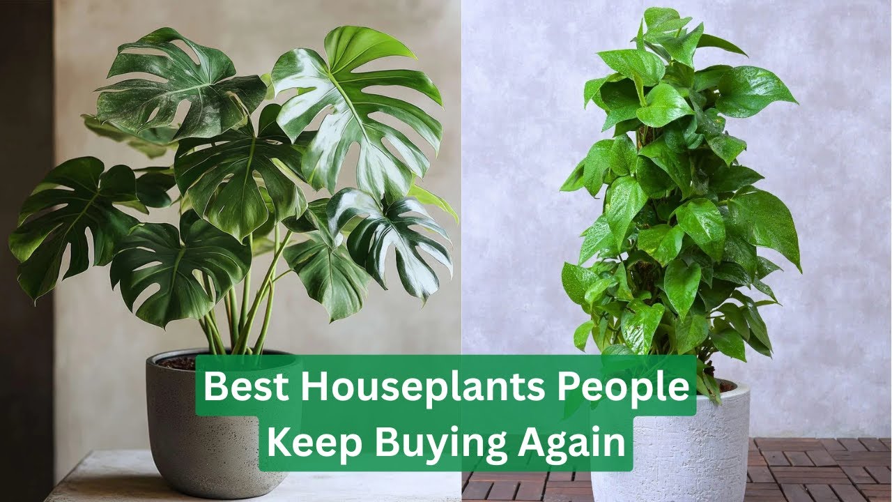 17 Most Popular Houseplants That Are Beloved for a Reason