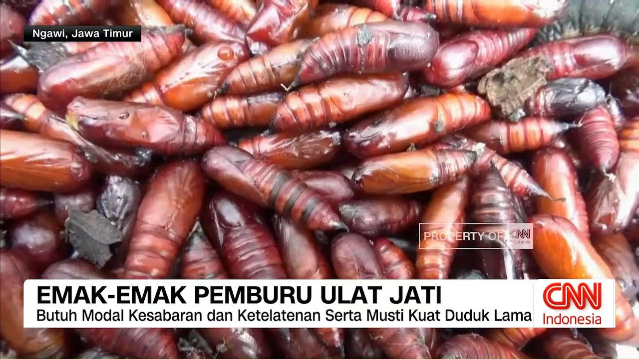 Emak-Emak Pemburu Ulat Jati