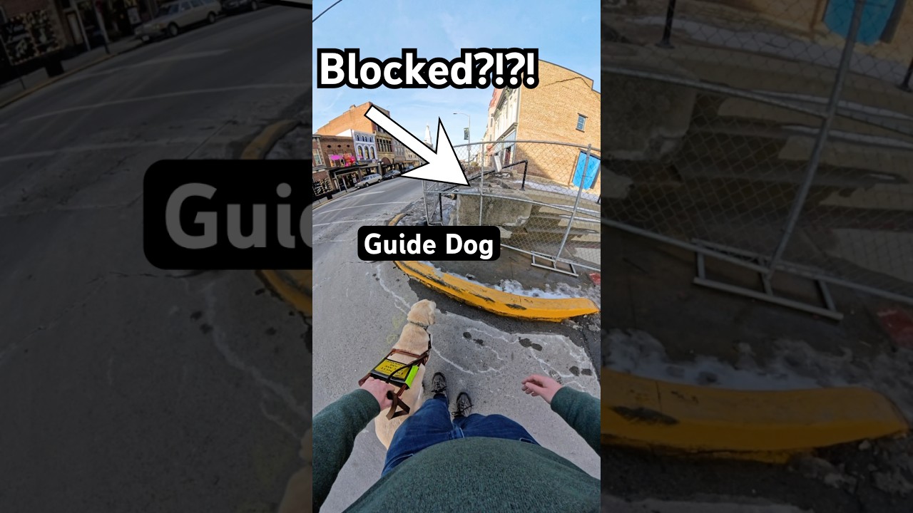 Guide Dog Can&rsquo;t Get To The Sidewalk?!?! #guidedog #dog #dogs