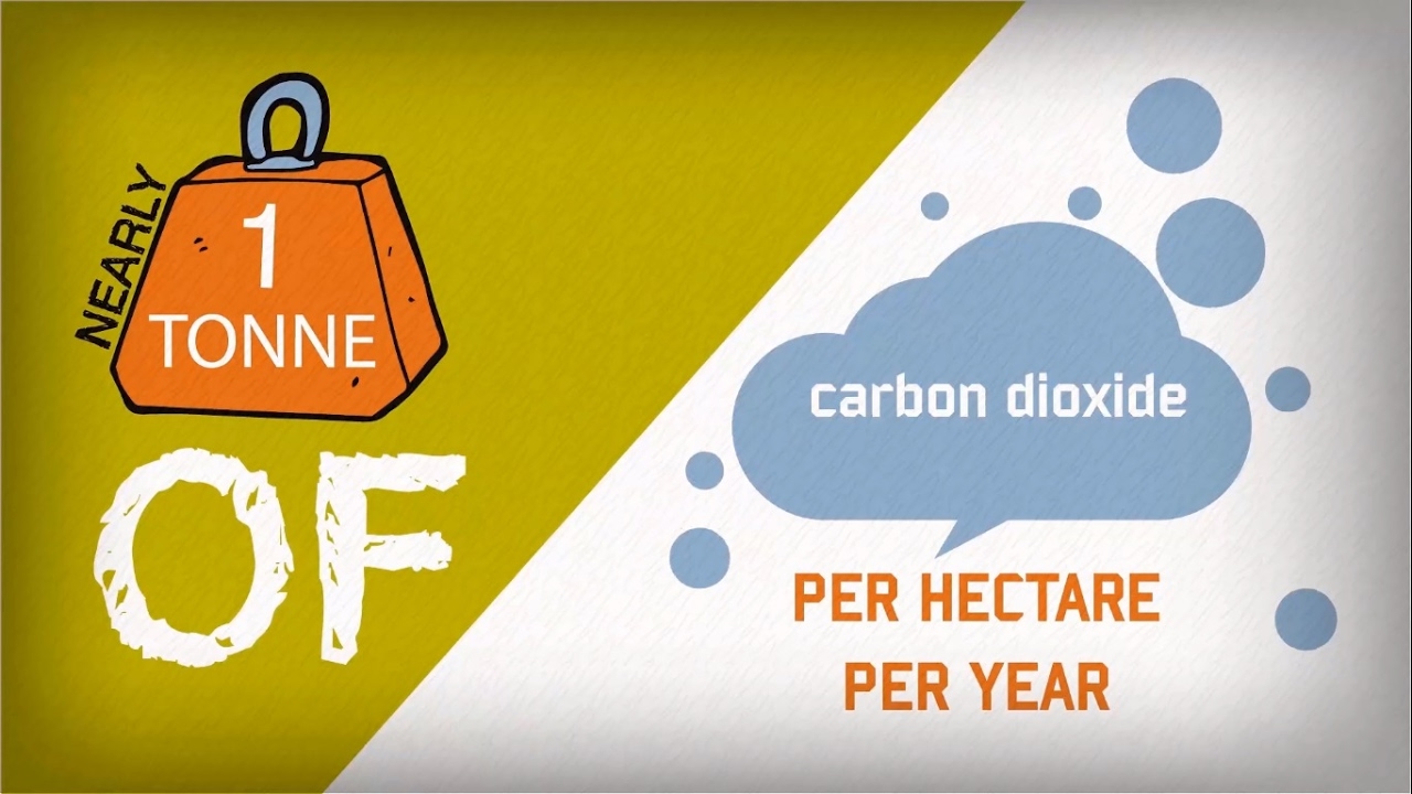Flow Country Peatland Carbon Facts