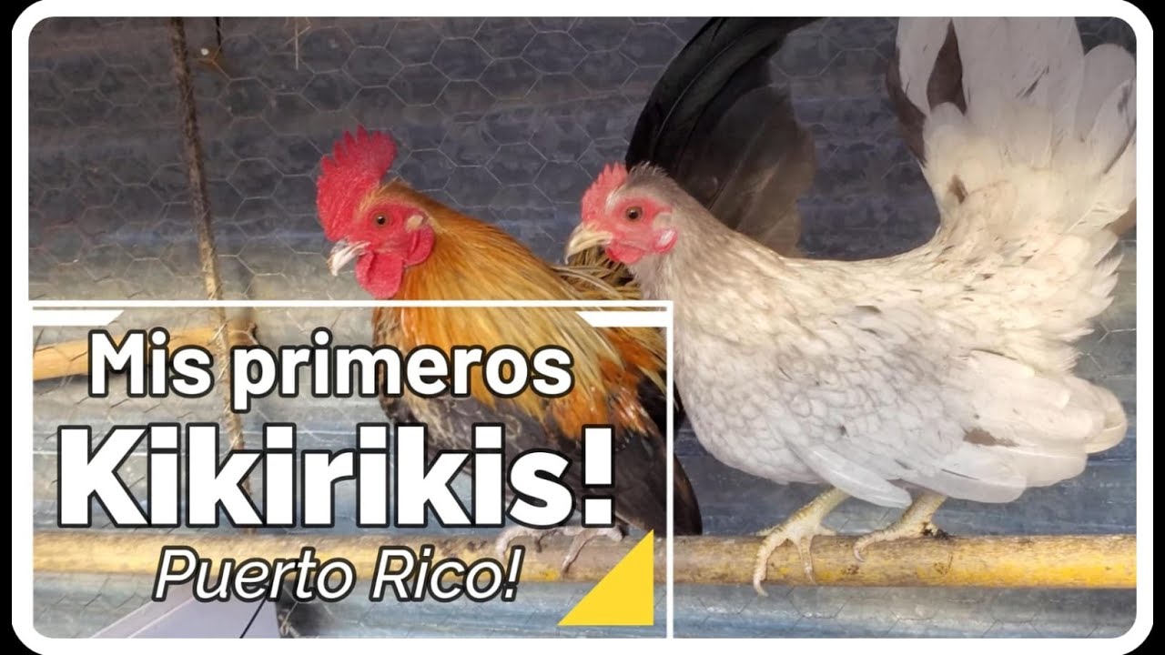 Mis primeros KIKIRIKIS Puertoriqueños