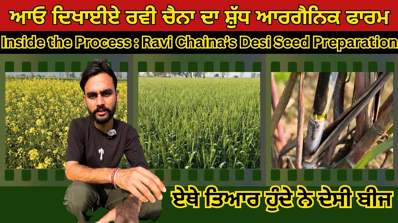 Inside the process - Ravi Chaina's desi seed preparation। ਆਓ ਦਿਖਾਈਏ ਰਵੀ ਚੈਨਾ ਦਾ ਸ਼ੁੱਧ ਆਰਗੈਨਿਕ ਫ਼ਾਰਮ
