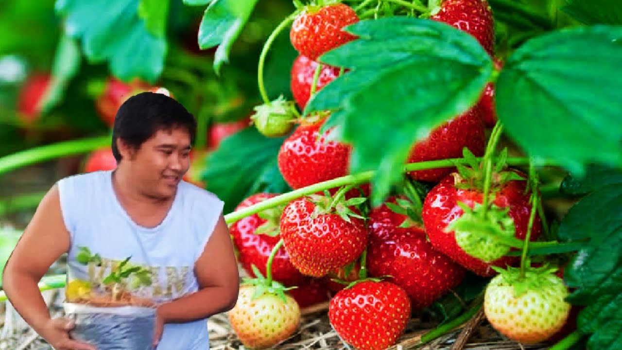 Nabubuhay pala sa mainit na lugar ang strawberry? At ano ang variety nito?