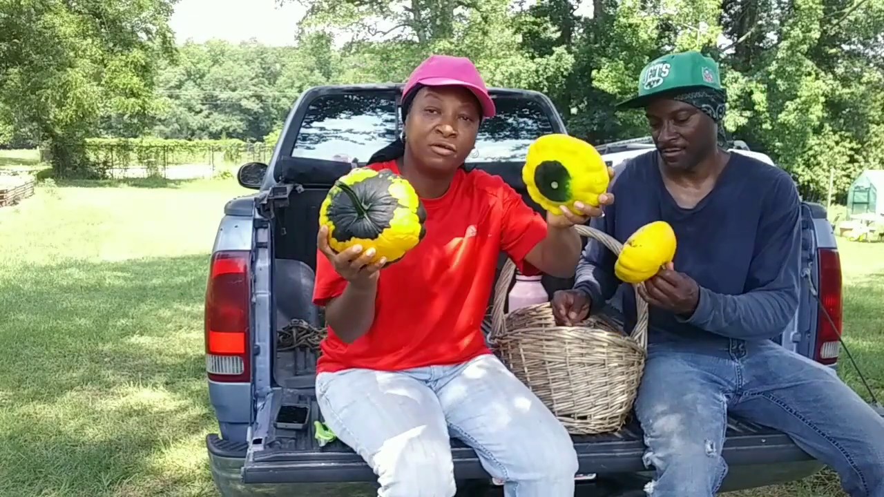 Our Squash Harvesting Dilemma