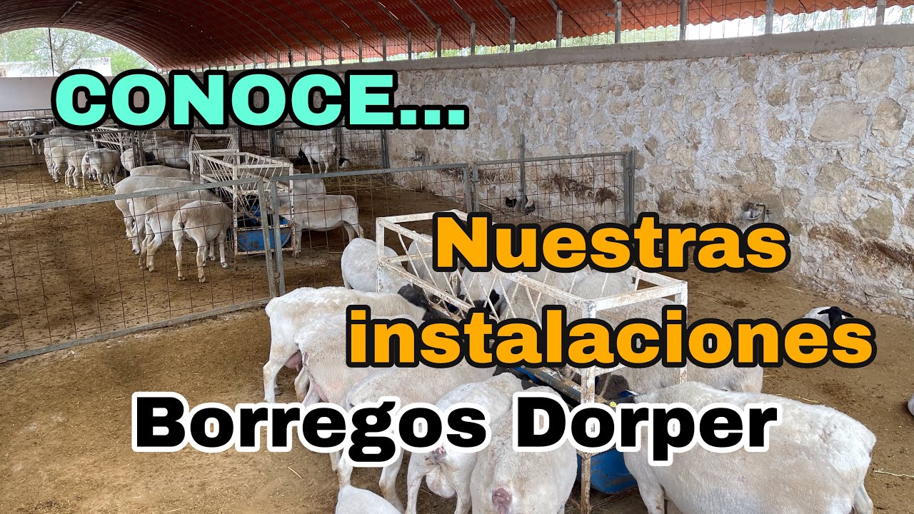 Instalaciones para BORREGOS DORPER🇲🇽🤑🐑