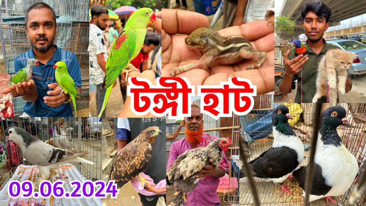 ঈগল, কাঠ বিড়ালীর বাচ্চা ছিল আজকে হাটের আকর্ষণ | টঙ্গী হাট | প্রতি রবিবার | Tongi Pet Market #689