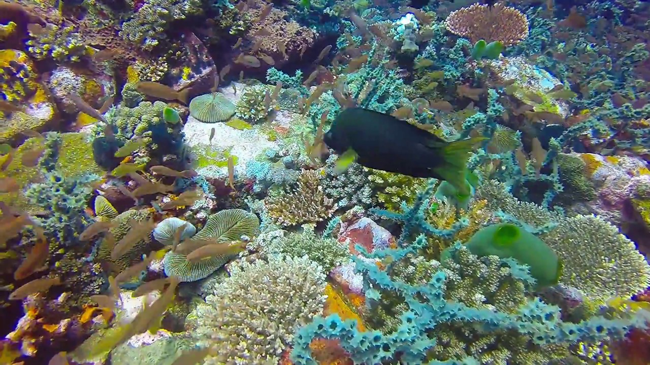 Scuba Diving the Philippines - Verde Island, Pinnacle Dive 2 