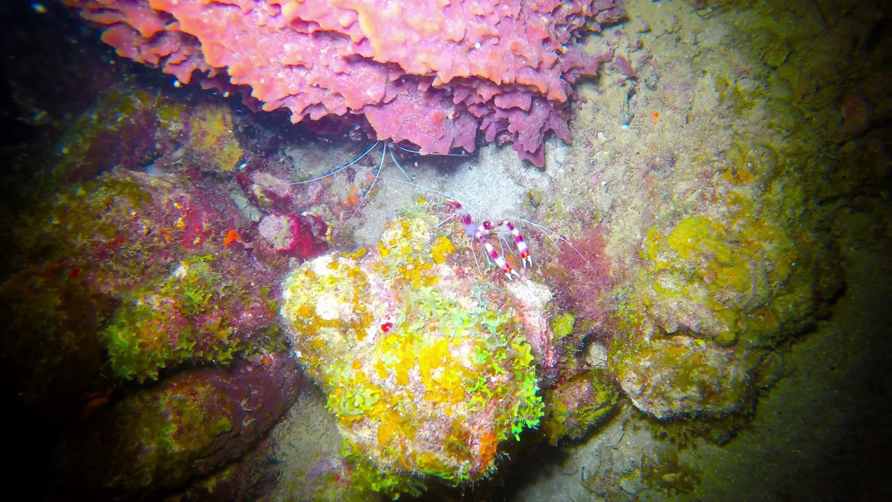 St. Lucia Dive Trip