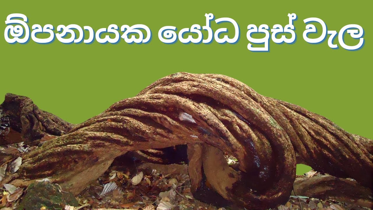 Ape athitha viththi | opanayaka yoda pus wala | grade 5 parisaraya. ඕපනායක යෝධ පුස් වැල. #education