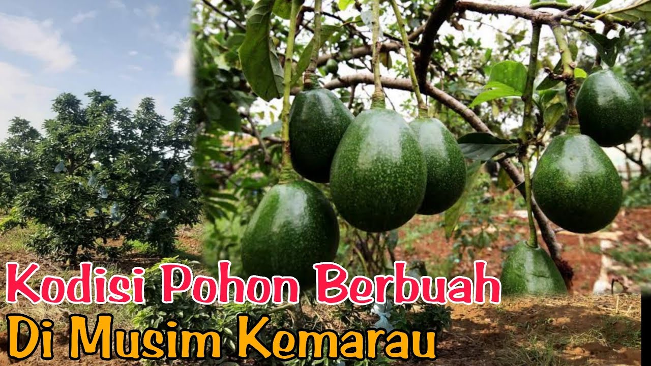 Alpukat Miki Berbuah Di Musim Kemarau