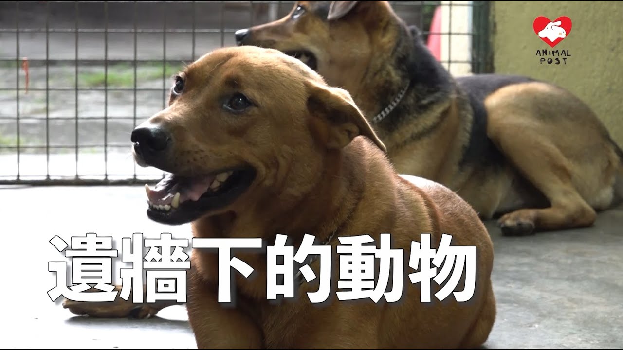 遺牆下的動物