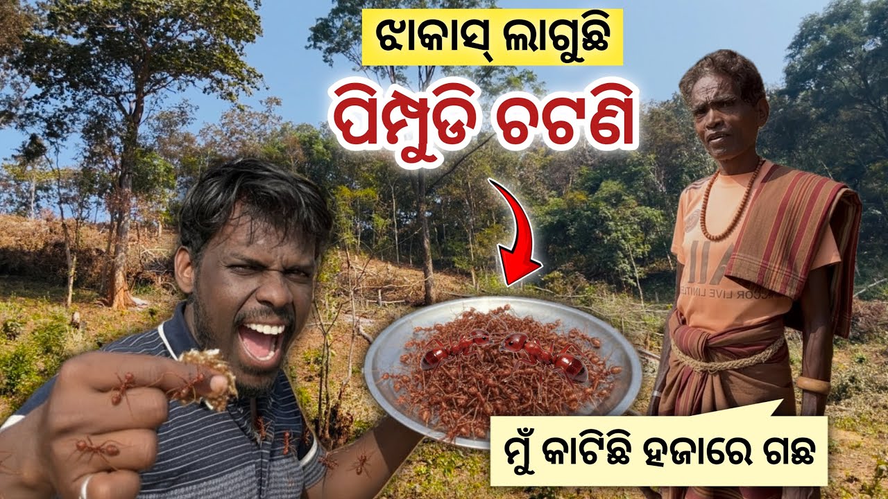 ଦେଶି ପାର୍ଟ- 2 🤗 କାଇ  ଚଟଣି ଏକ ଦମ ଝାକାସ ଲାଗୁଛି 😍 Finally Ready to Eat Kai Chutny 🐜🐜 Netra Kishan 