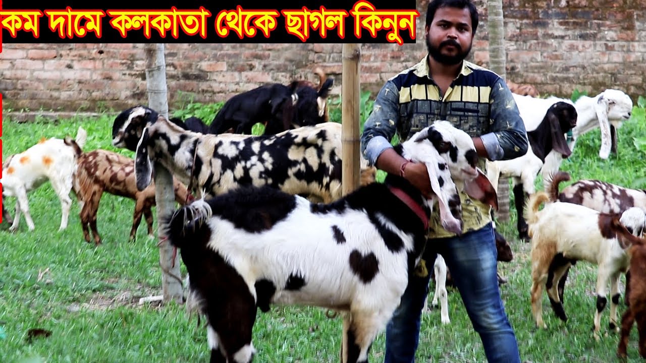 কলকাতা থেকে কমদামে উন্নত জাতের ছাগল কিনুন ও জাত চিনুন এবং কিভাবে বাংলাদেশে আনবেন বিস্তারিত Goat farm