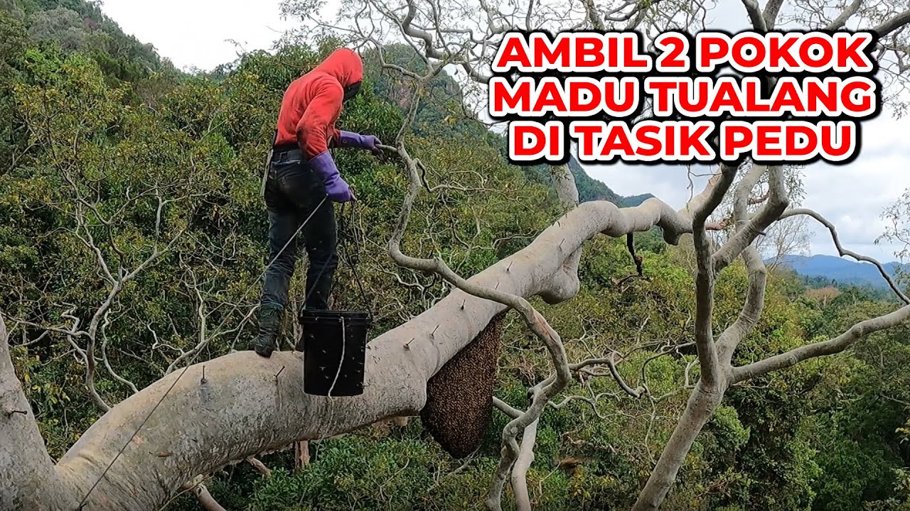 Collected Wild Honey From 2 Giant Tualang Trees  |  Ambil Madu Dari 2 Pokok #eps 292