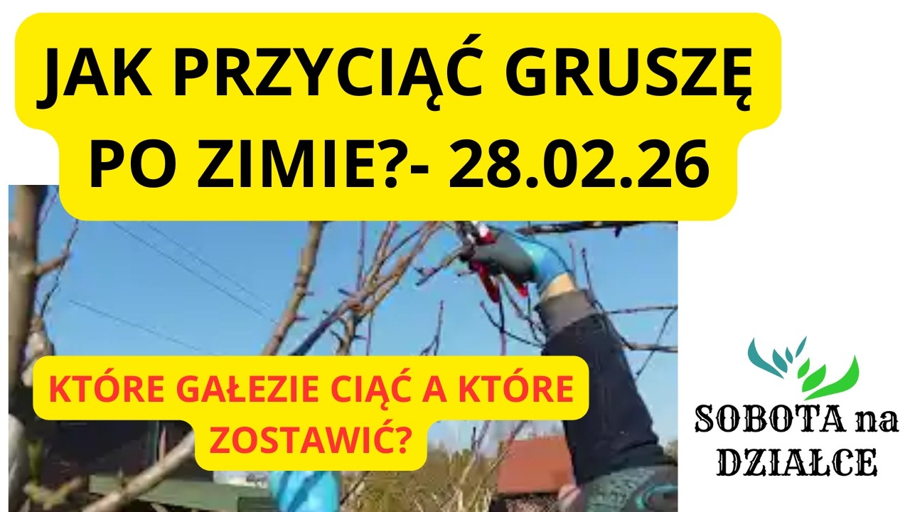 Jak przyciąć GRUSZĘ po ZIMIE?🍐🤔