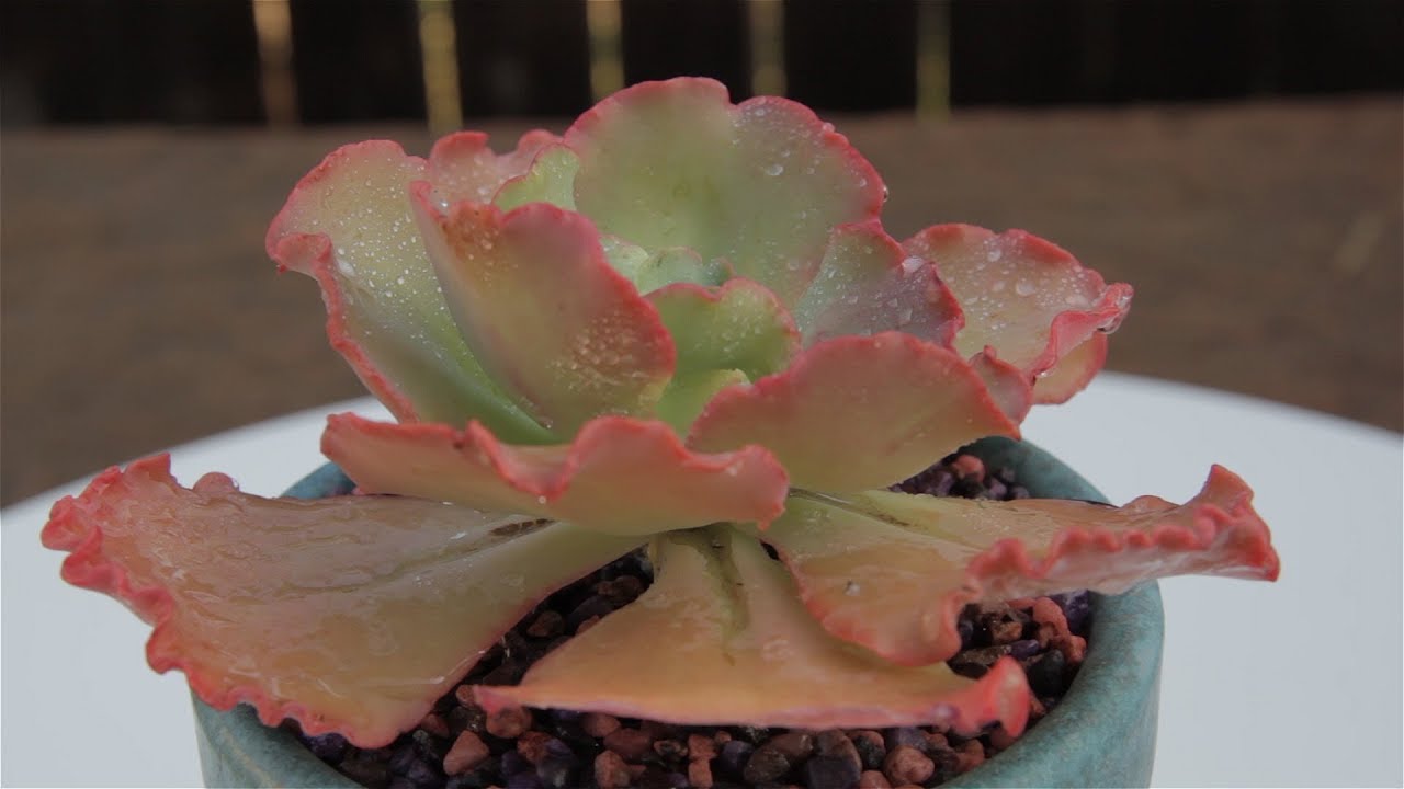 Echeveria hybrid “Curly Echeveria”