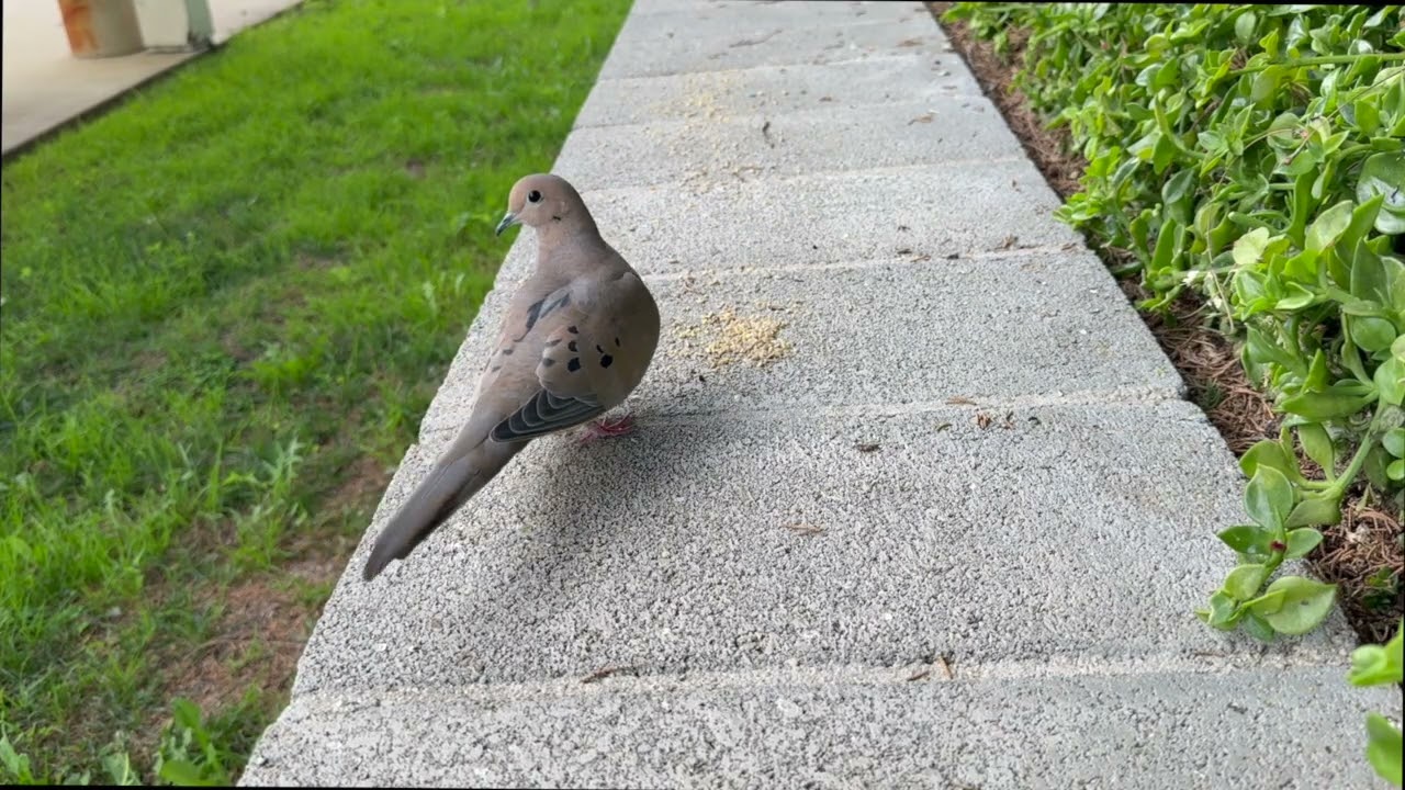 A Squirrel’s Snack in Slow Motion 🐿️ | Slow Down for Nature