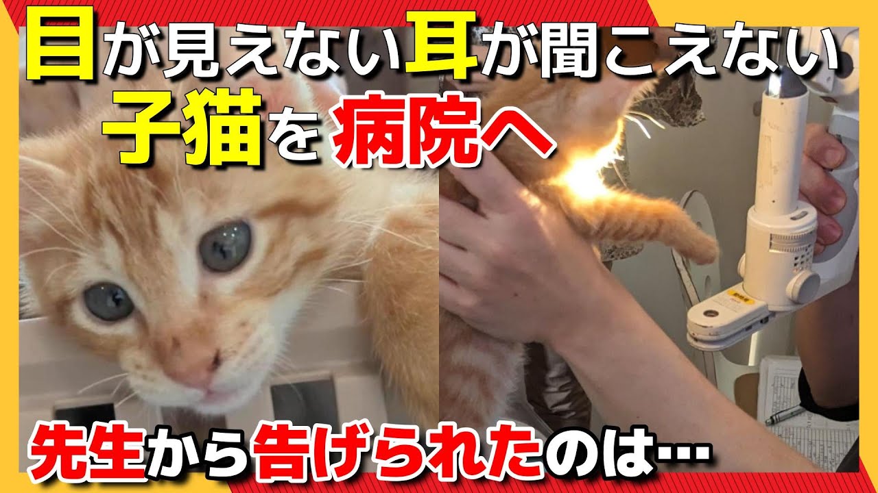 【神戸保護猫】目が見えない耳が聞こえない子猫を病院へ