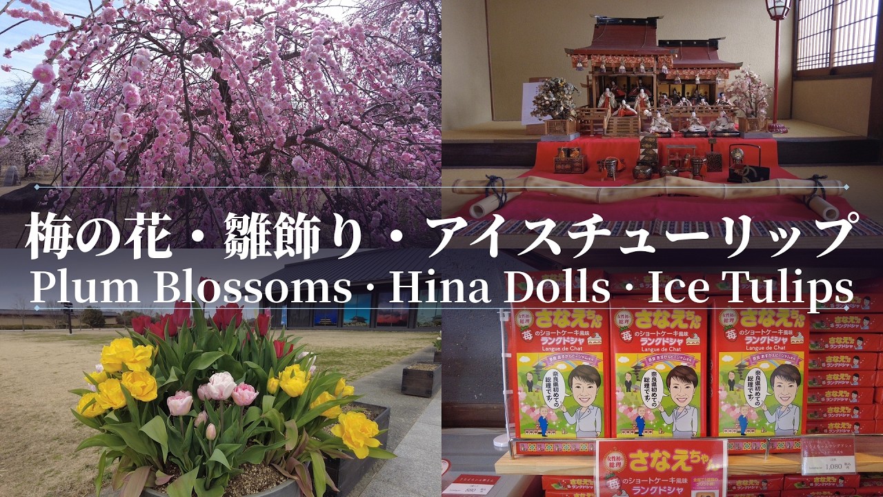 【奈良】梅の花、雛飾り、アイスチューリップ Plum Blossoms, Hina Dolls, and Ice Tulips | Nara, Japan (2026)