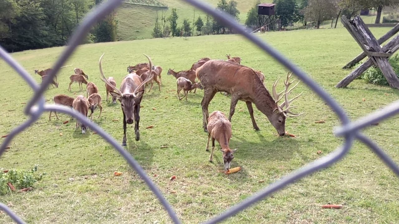 Farma Jelena I Muflona