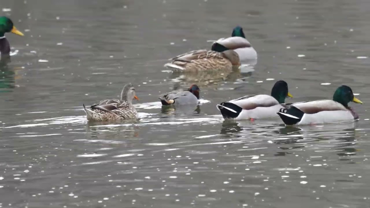 Green winged Teal
