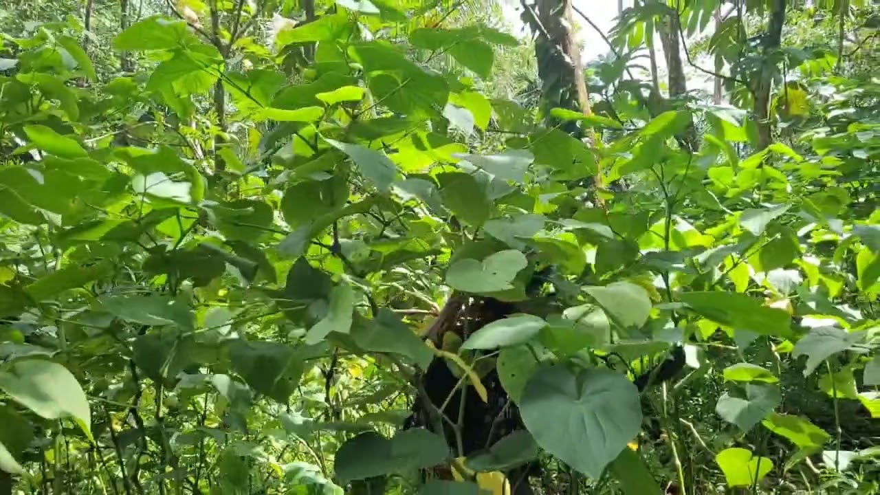 The Power of Sakau - Pohnpei, Micronesia FSM