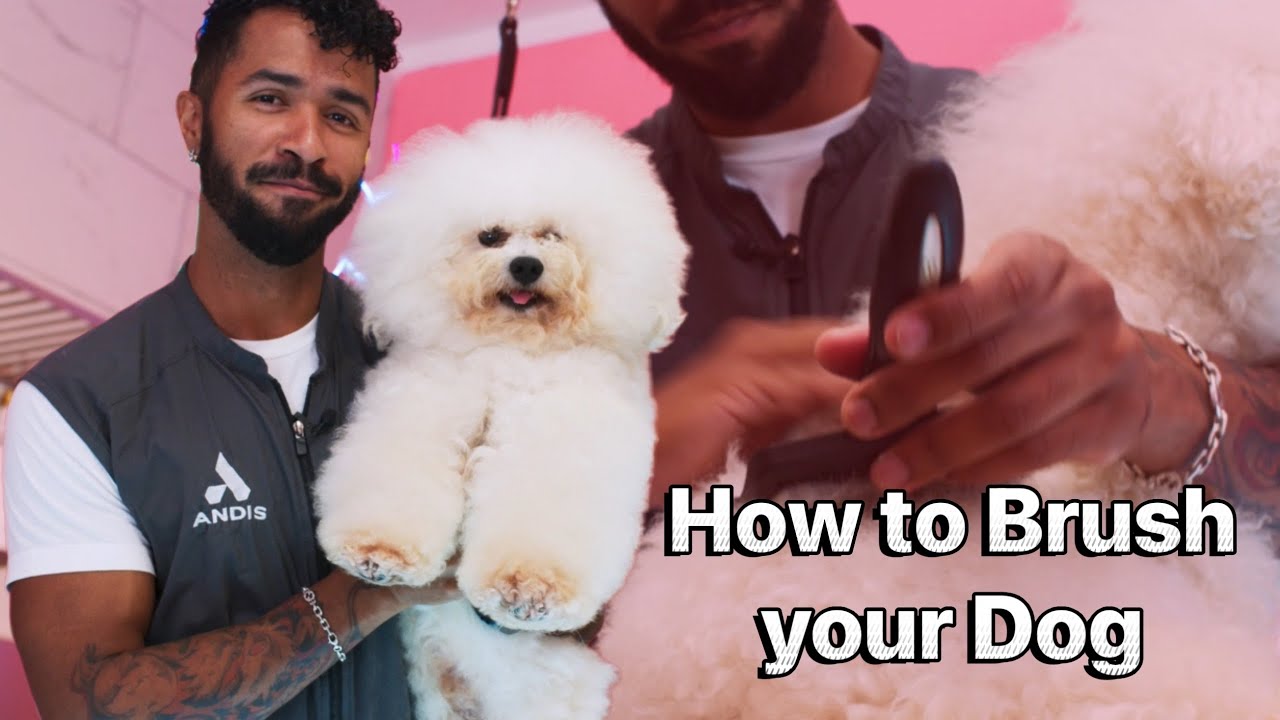 Learn How to Brush and Dematt your Dog