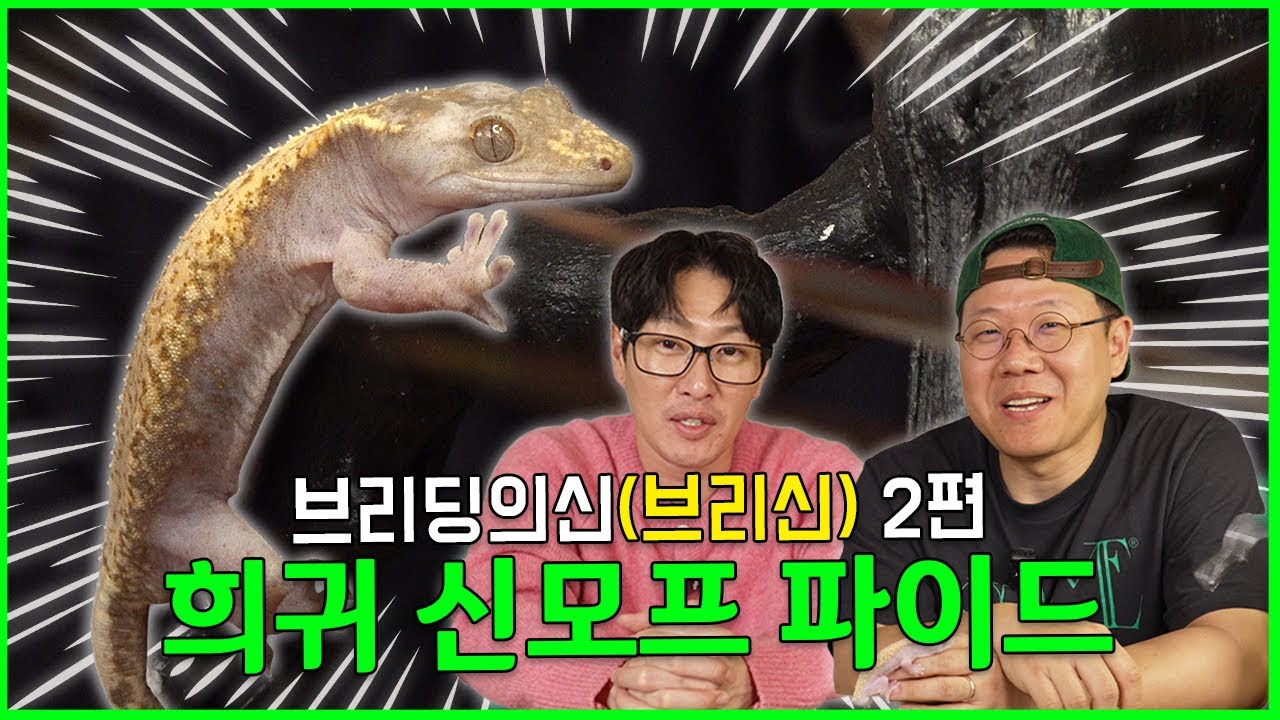 드디어 나왔다! 🔥신모프 파이드 공개🔥 [브리신 ep.2]