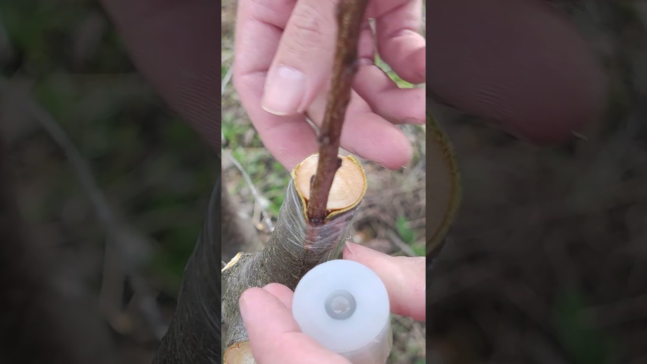 Apricot bark grafting  #garden  #graft #grafting