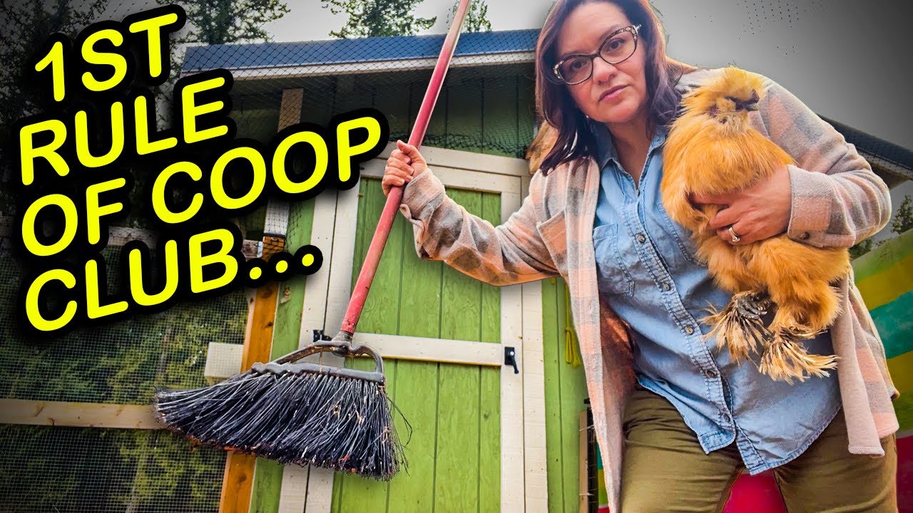 Chicken Coop Rules that will Change Your Life