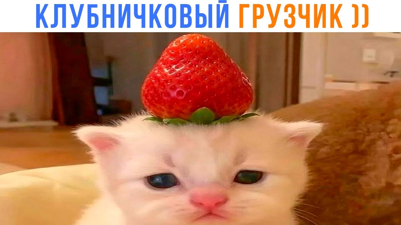 ТЯЖЕЛО БЫТЬ КЛУБНИЧКОВЫМ ГРУЗЧИКОМ ))) Приколы с котами | Мемозг 1721