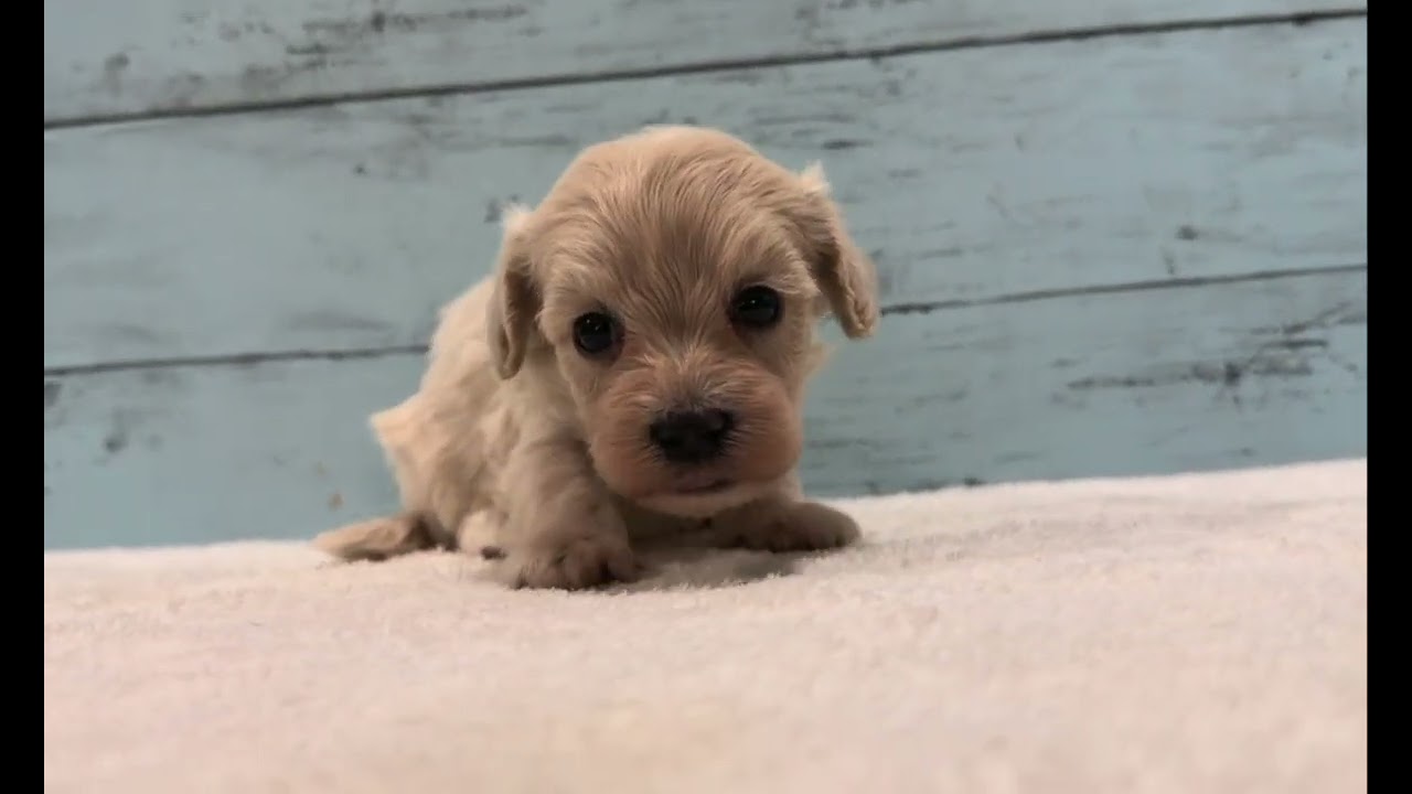 🐶