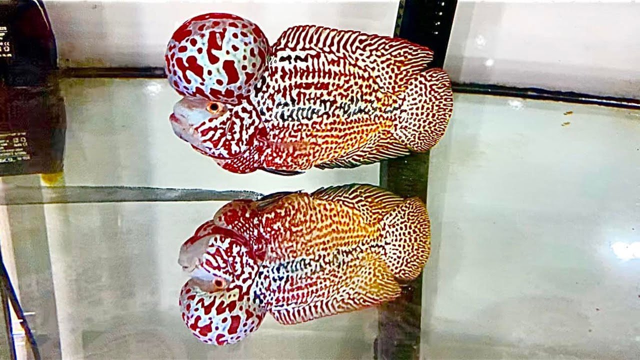 The best beautiful flowerhorn fish aquarium
