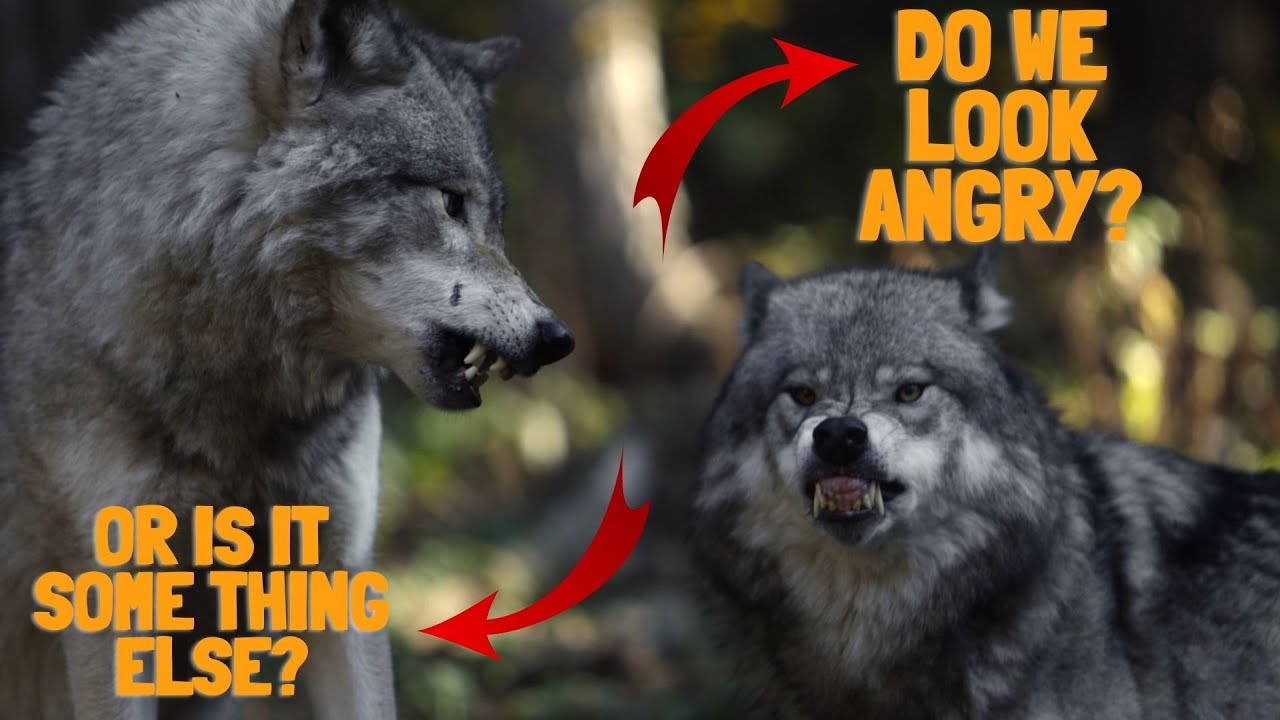 Wolf: 7 Common and STRANGE facts!