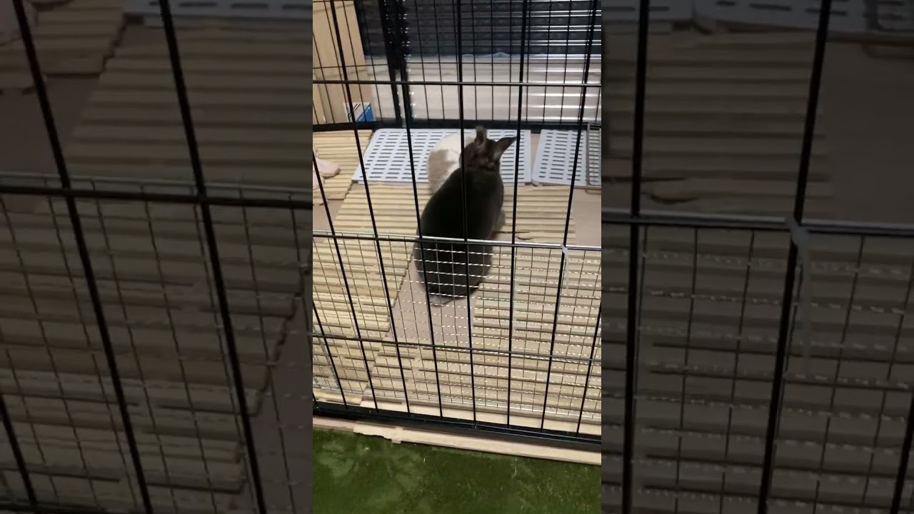 Netherland Dwarf rabbitのまるちゃん