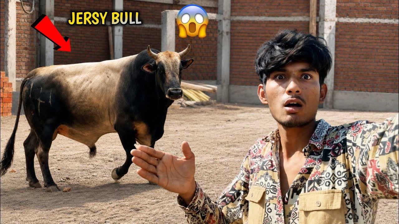 JERSEY BULL 🐂 ATTACK 😱 AB KYA KAREGE 
