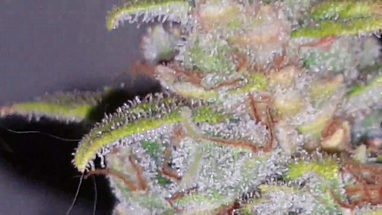 Frosty late-stage Tangie'matic grow by @witchy of GrowDiaries