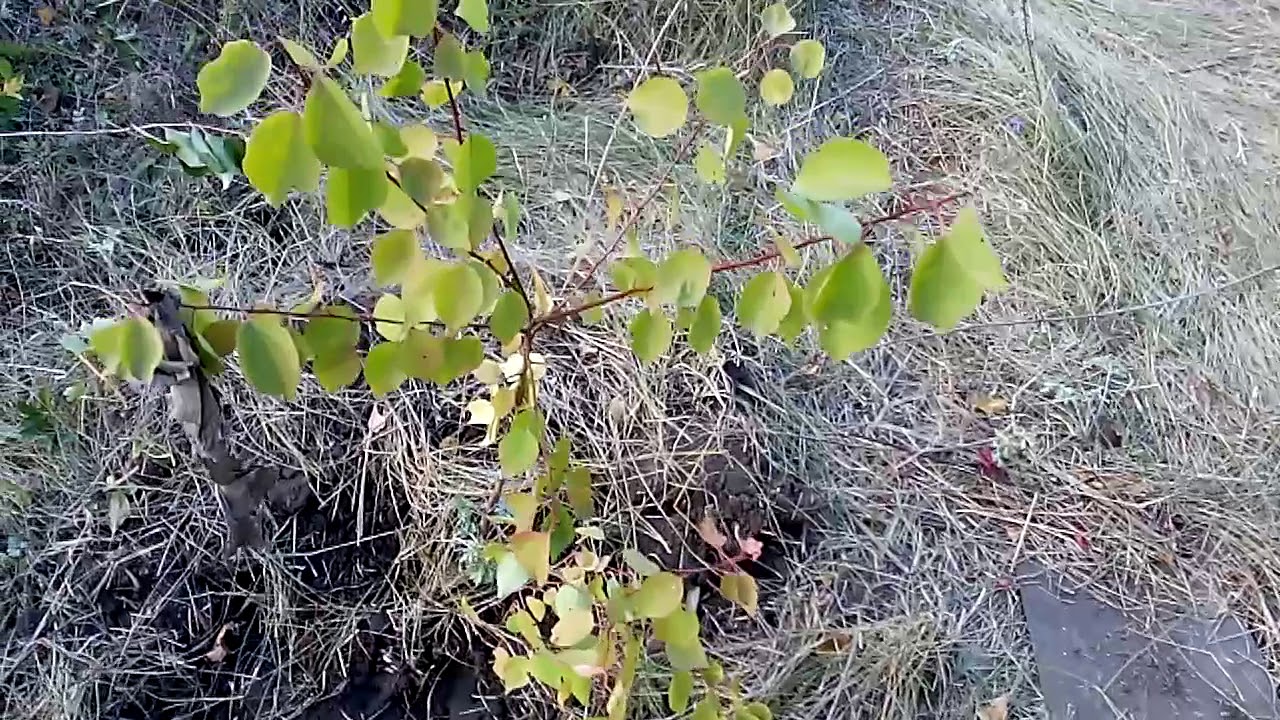VID 20170926 154216 САНКИ И ВАСЯ