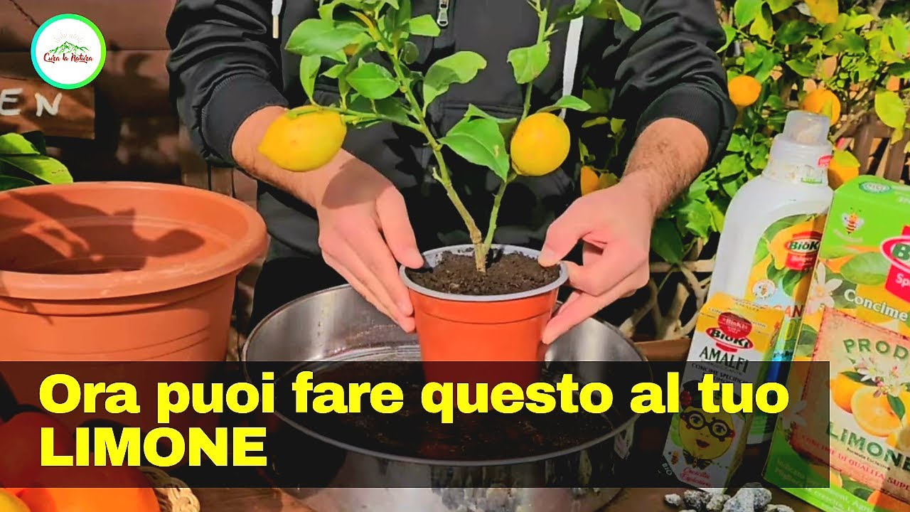Sai Veramente come e quando Rinvasare il limone? Adesso è il momento ideale.