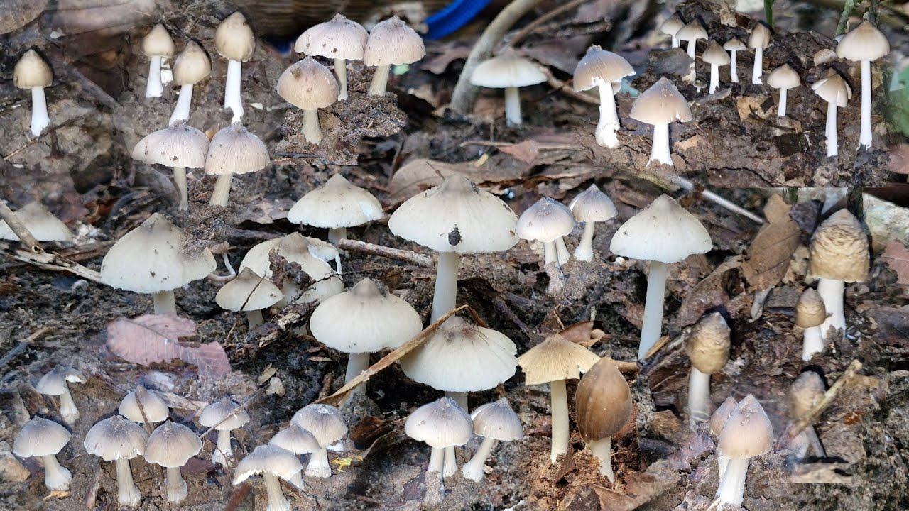 ป้าดพี่น้องเห็ดปลวกจิกเกิดคักแหน่หมานจนบ่อมีคำอธิบายเอาไปสองตะกร้าเต็มสองตะกร้า 29/ตค/67