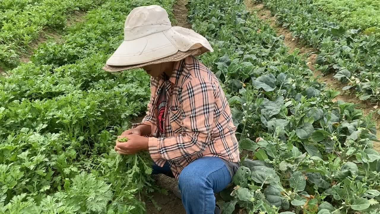 微笑坐2个钟车去香港农村买青菜，50蚊一斤纯有机菜还上过电视台 #有机蔬菜 #田园生活