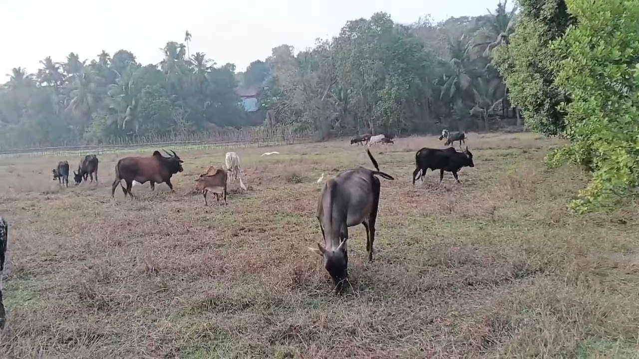 कोकण **@#♥️गावाला दाट धुकं 🪾🪾👌पडलं 👌🙏🙏