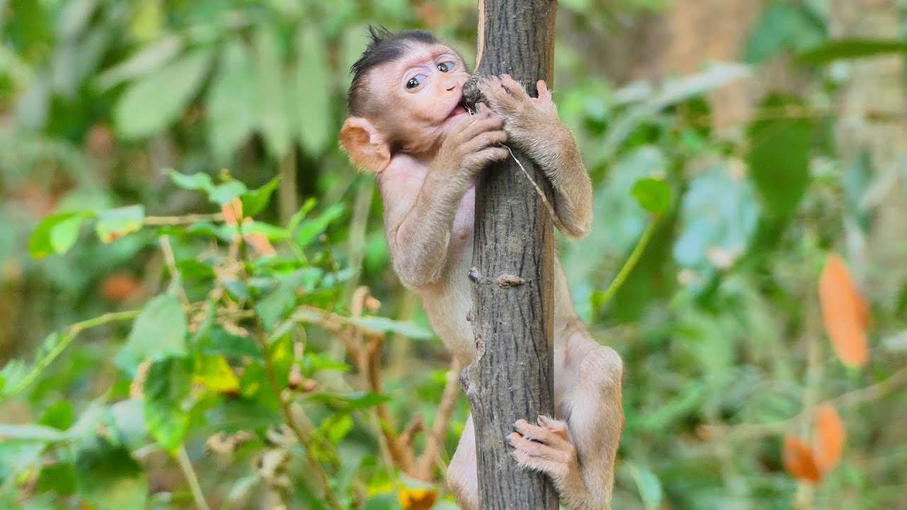 independent life of baby monkey