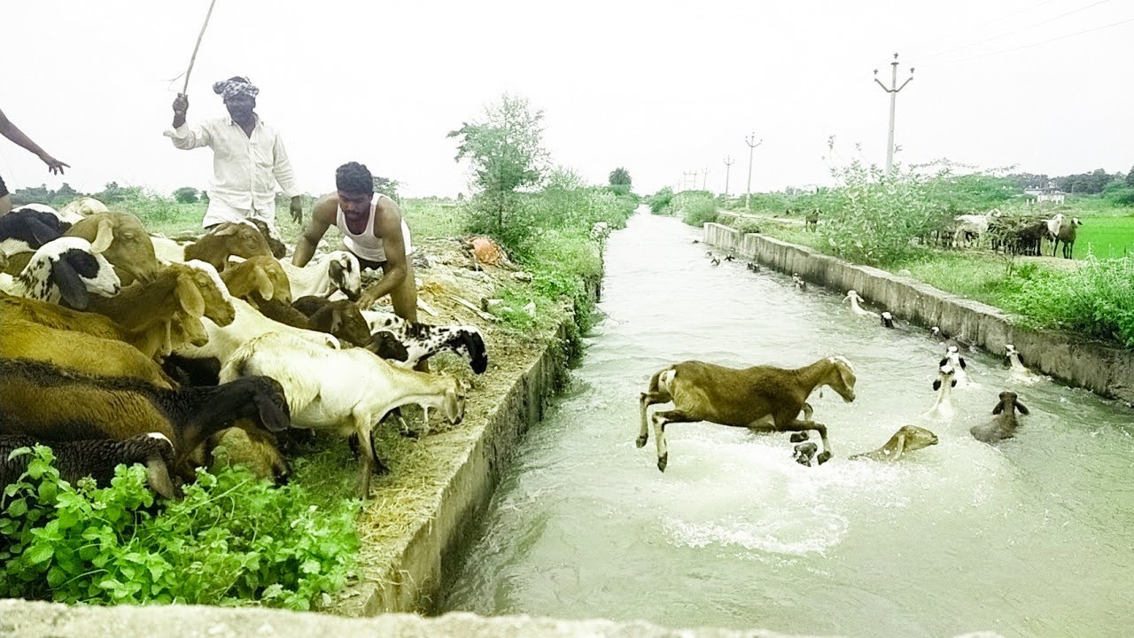 sheeps swimming in water🐑-sheeps jumping into the river-sheep videos with real sounds-sheep swimming